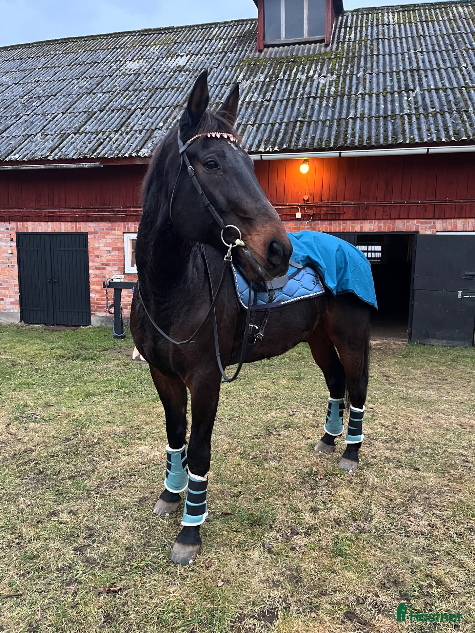  hästar Skogshäst/ Markarbete  - Annons 4