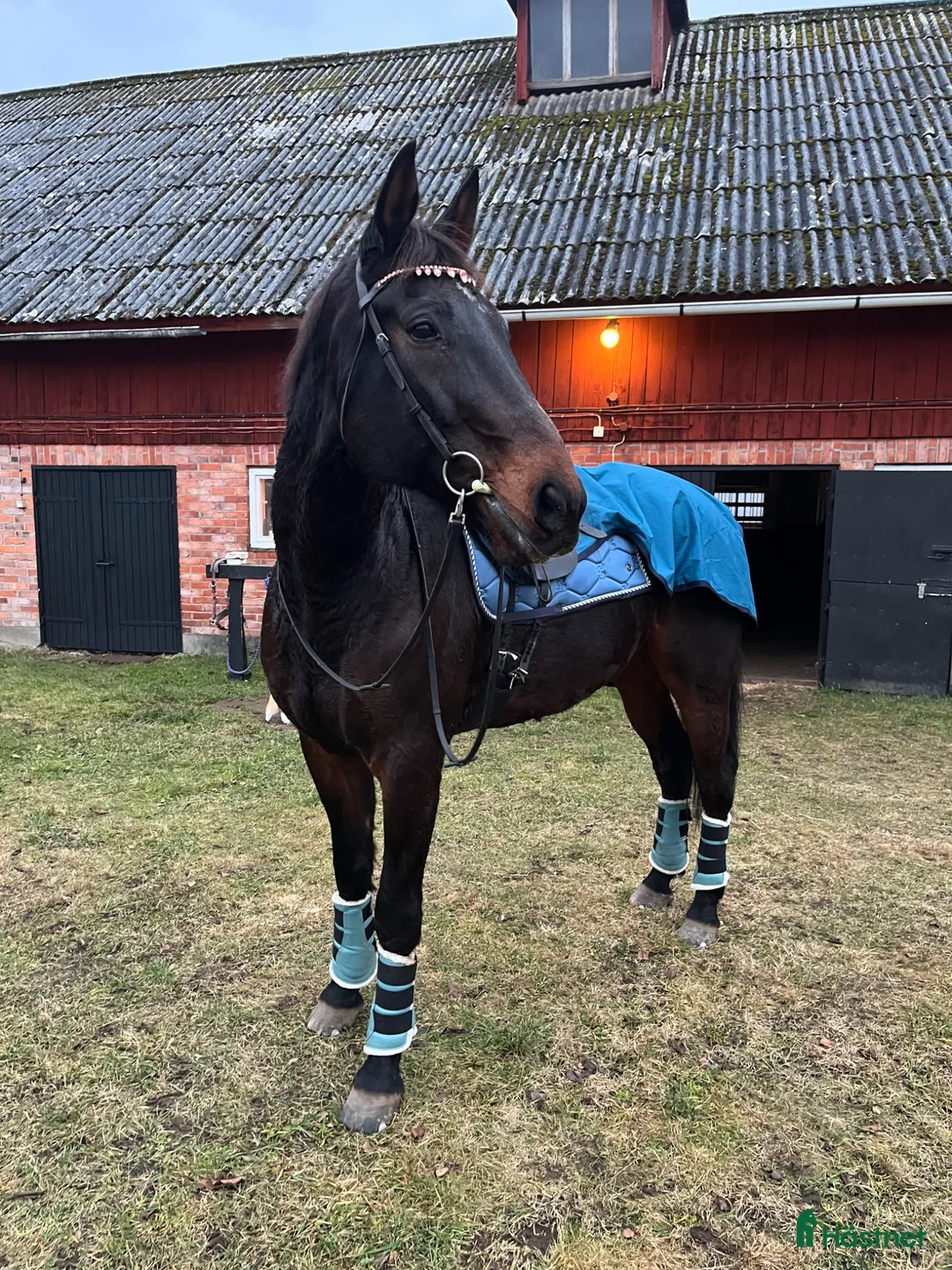 Allround hästar till salu: Skogshäst/ Markarbete  - Annons 1