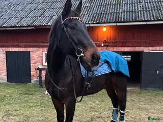 hästar Skogshäst/ Markarbete - Annons 4