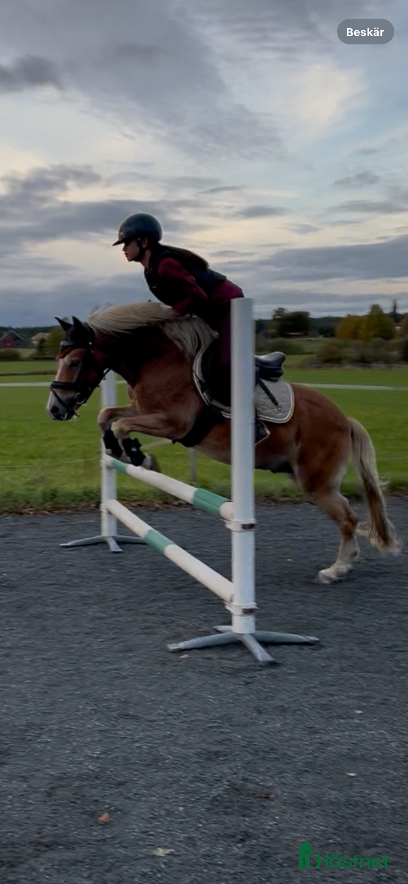  hästar Russ hingst  i Fotskäl - Annons 6