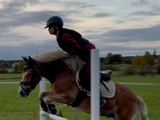 hästar Russ hingst i Fotskäl - Annons 6