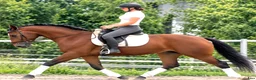 Allround hästar till salu: Top Silesian Model-movement and quality  - Annons 2