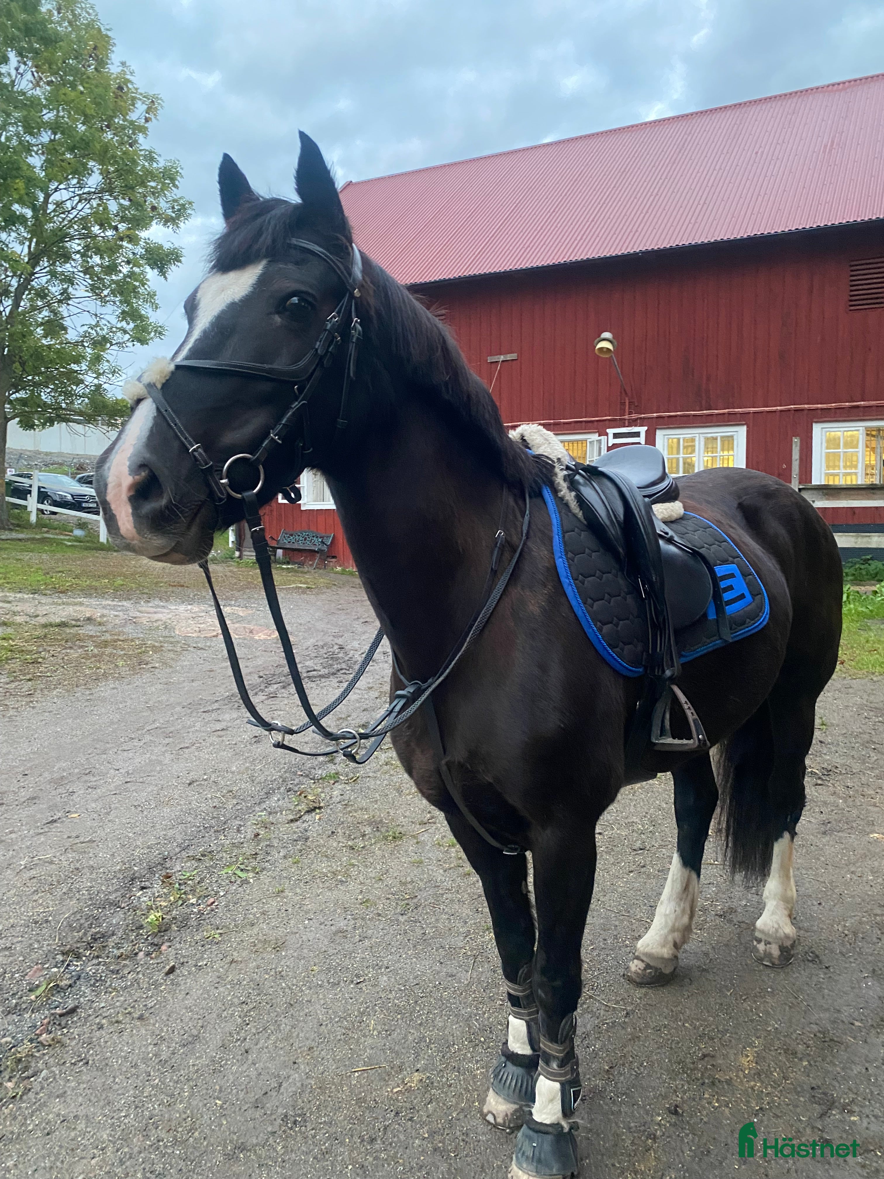  hästar Världens snällaste sto i Drottningholm - Annons 4