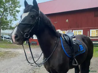 hästar Världens snällaste sto i Drottningholm - Annons 4