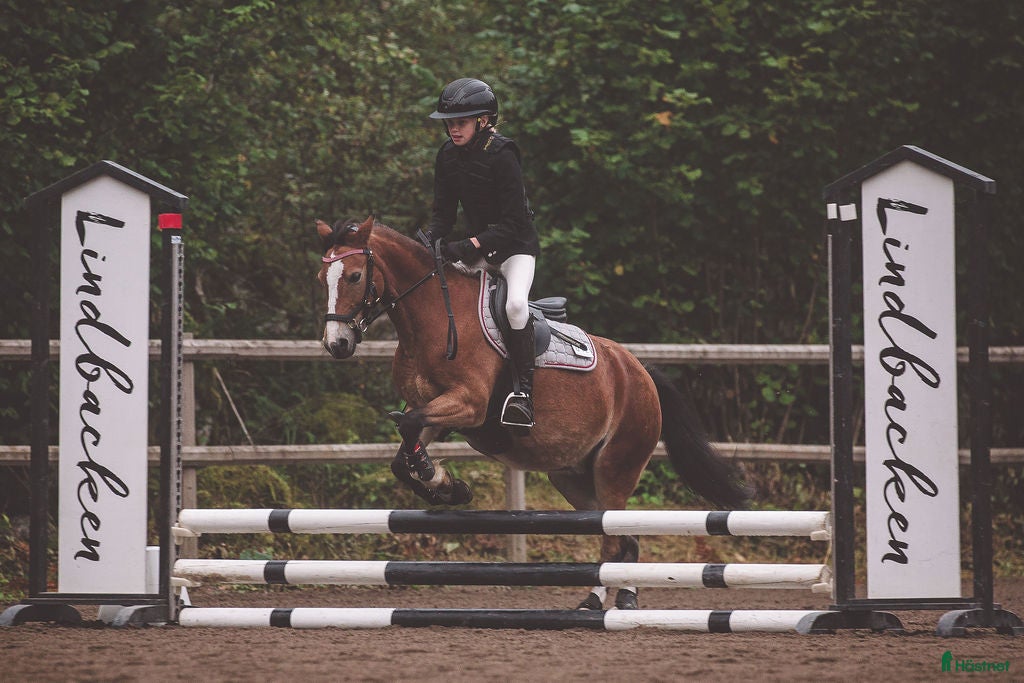  hästar Trevlig b-ponny för allround i Heby - Annons 19
