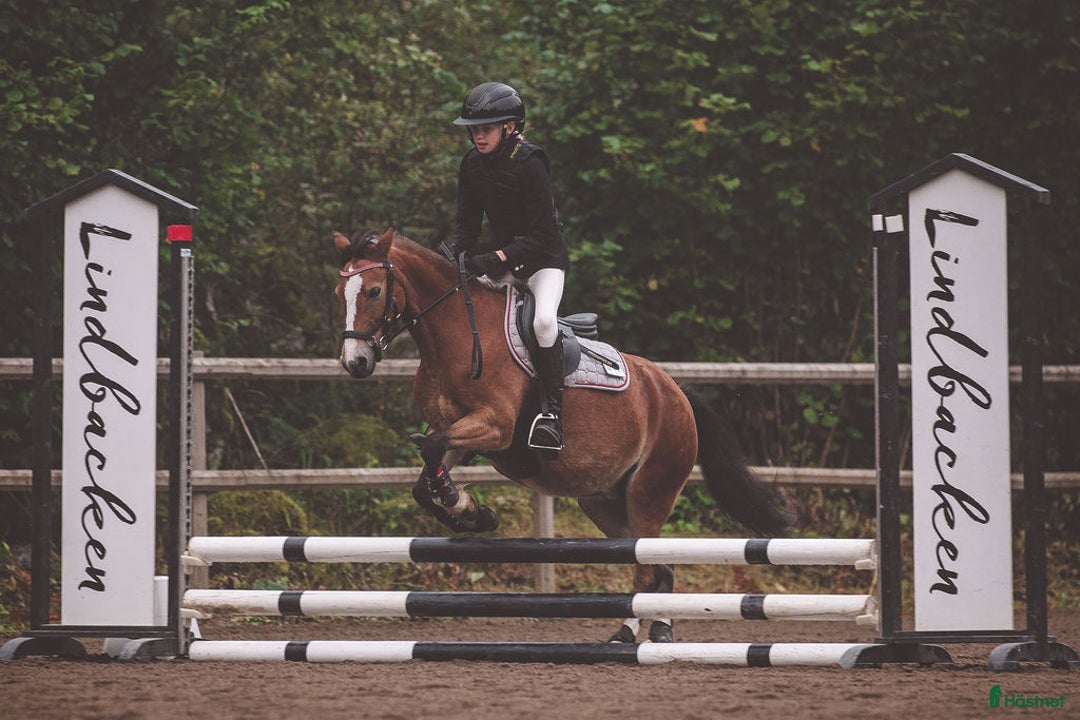 Allround hästar till salu: Trevlig b-ponny för allround i Heby - Annons 1