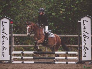 hästar Trevlig b-ponny för allround i Heby - Annons 7