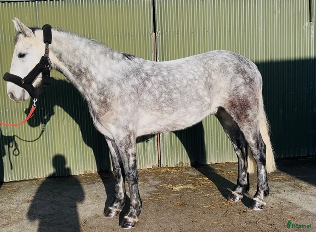 Allround hästar till salu: Beautiful gelding 160cm i Ljungby - Annons 5