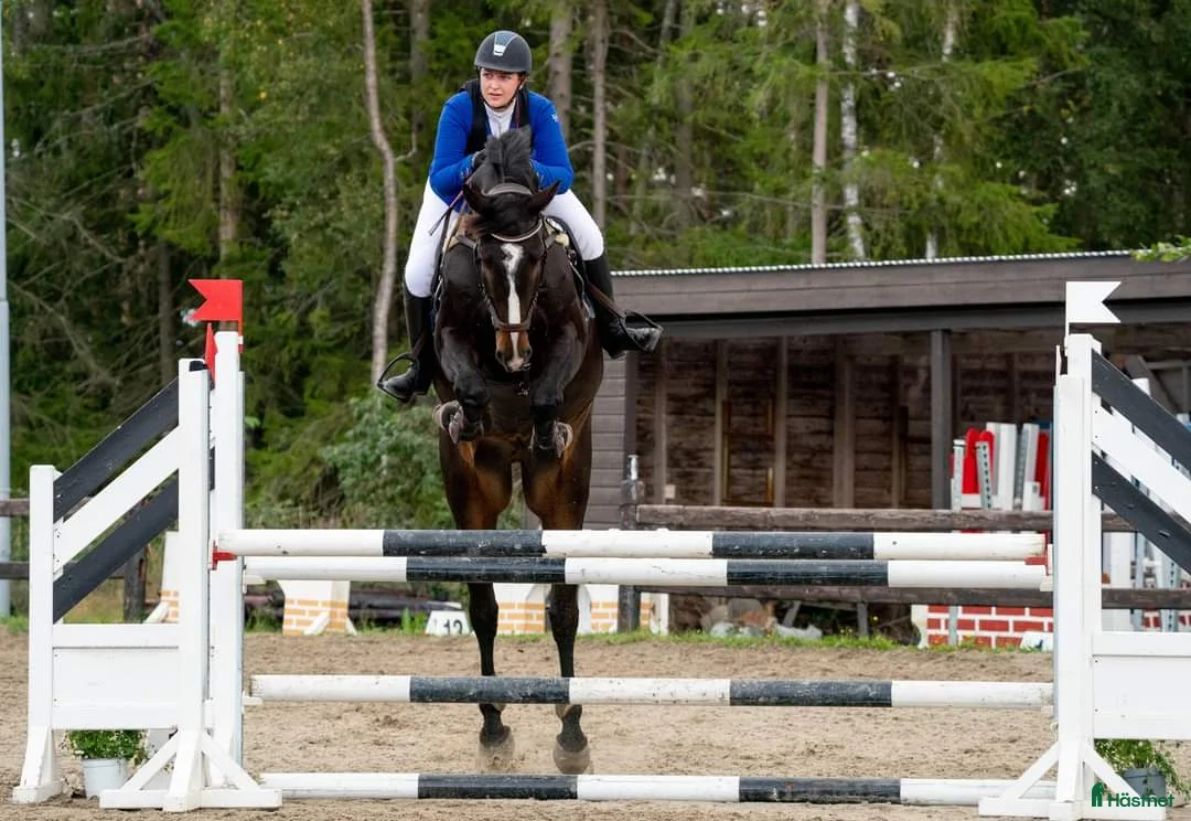 Hoppning hästar till salu: Fälttävlan/hopphest som elsker å jobbe i Råde - Annons 9