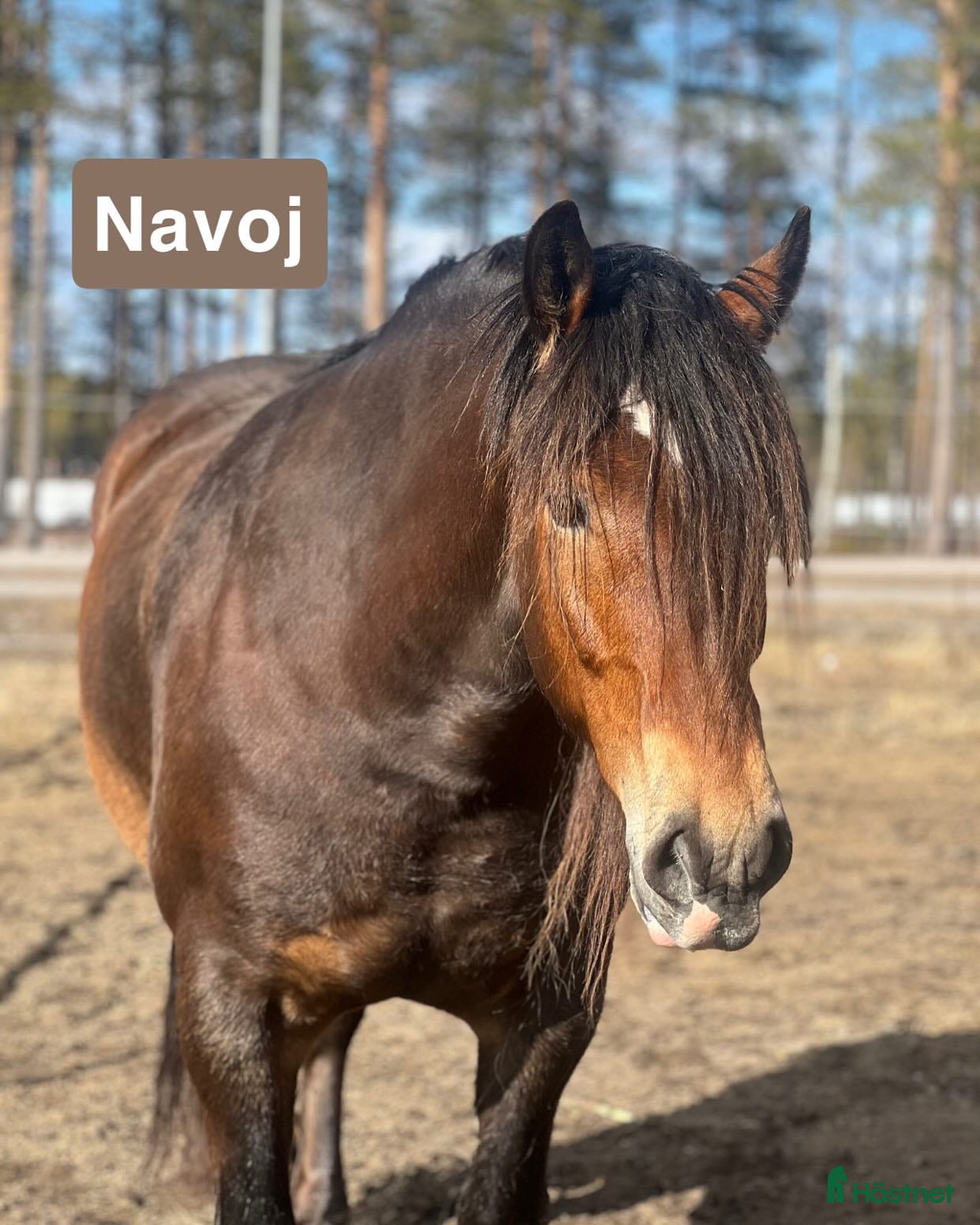  hästar Trevlig nordsvensk - Annons 1