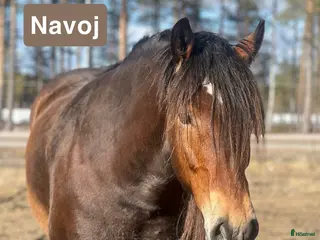 hästar Trevlig nordsvensk - Annons 1