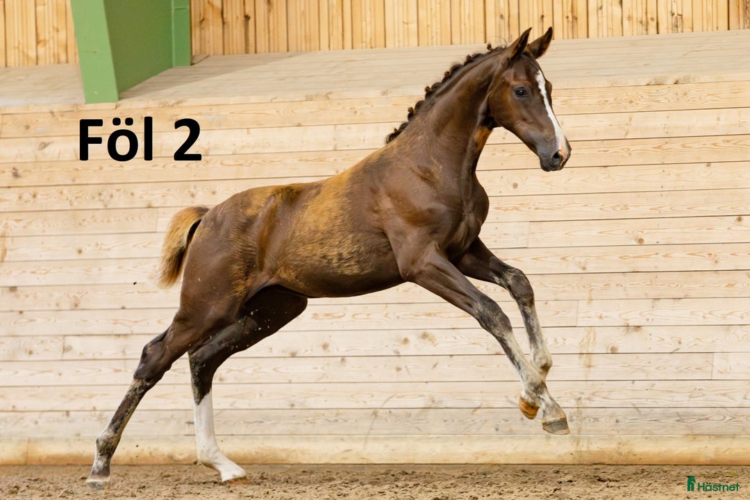 Dressyr hästar till salu: Dräktigt sto för dressyr och/eller avel i Dyltabruk - Annons 5