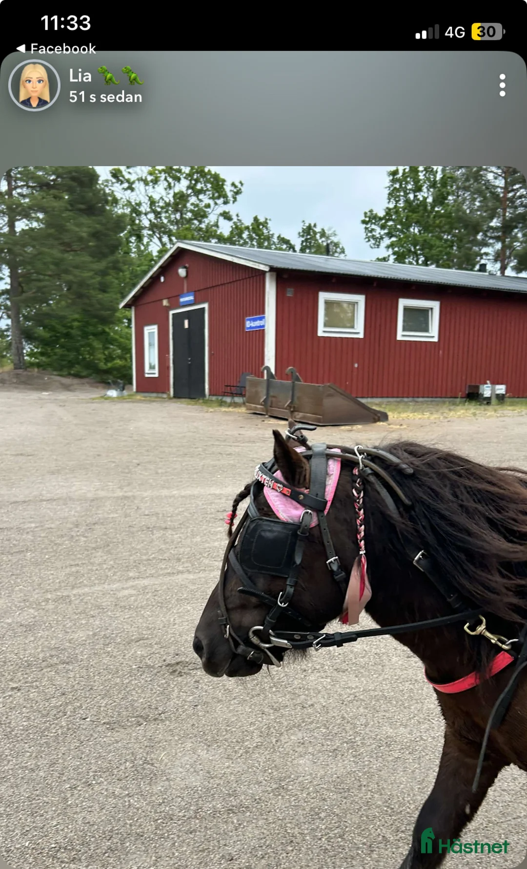 Trav hästar till salu: Läromästare  i Nybro - Annons 6