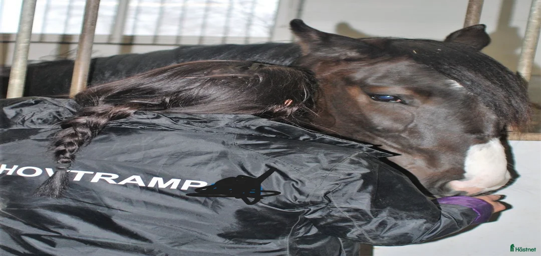 Galleribild {{count}}