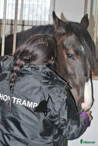 Galleribild {{count}}