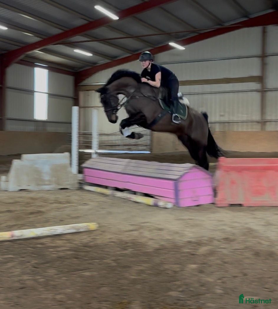  hästar 6yo gelding 168cm - Annons 2