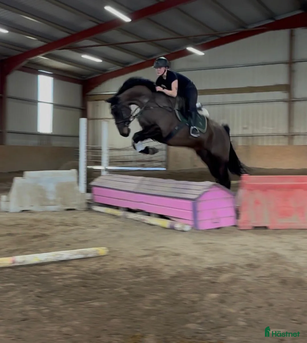 Hoppning hästar till salu: 6yo gelding 168cm - Annons 1