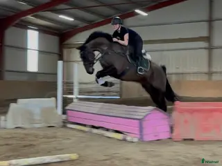 hästar 6yo gelding 168cm - Annons 6