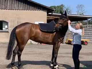 hästar Sally - ett riktigt drömsyn med kapacitet - Annons 1