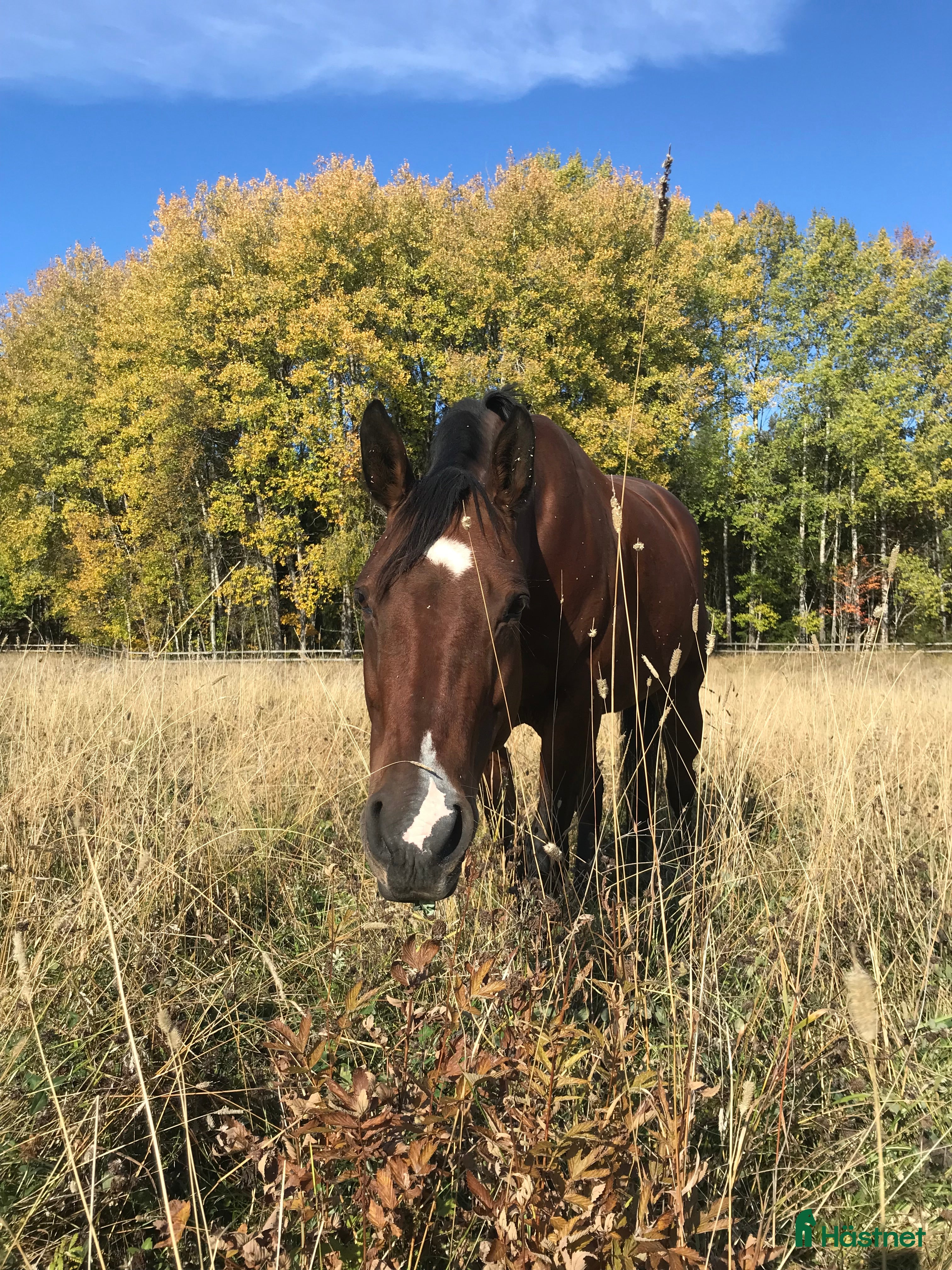  hästar Appaloosa sto - Annons 2