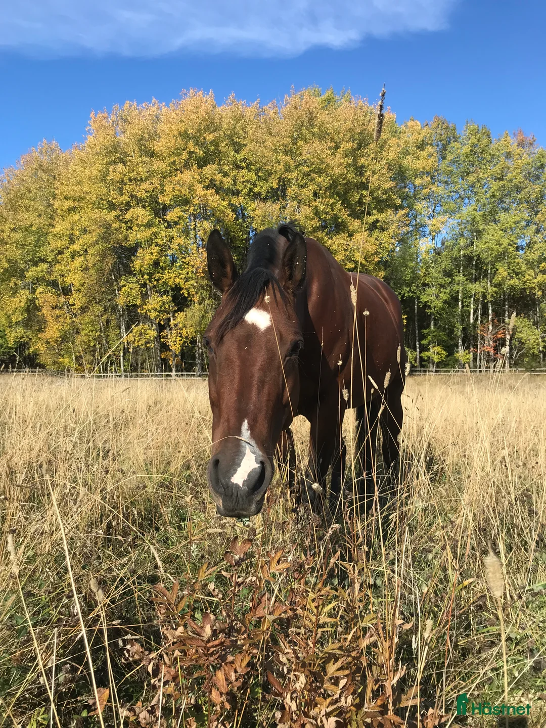 Western hästar till salu: Appaloosa sto - Annons 1