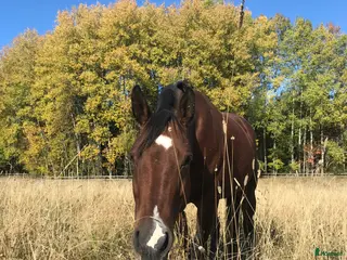 hästar Appaloosa sto - Annons 2