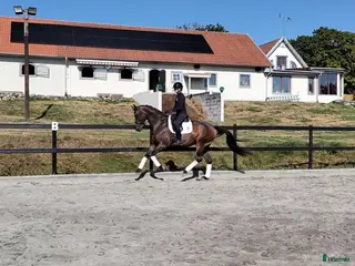 hästar Underbar 9-åring - Annons 8