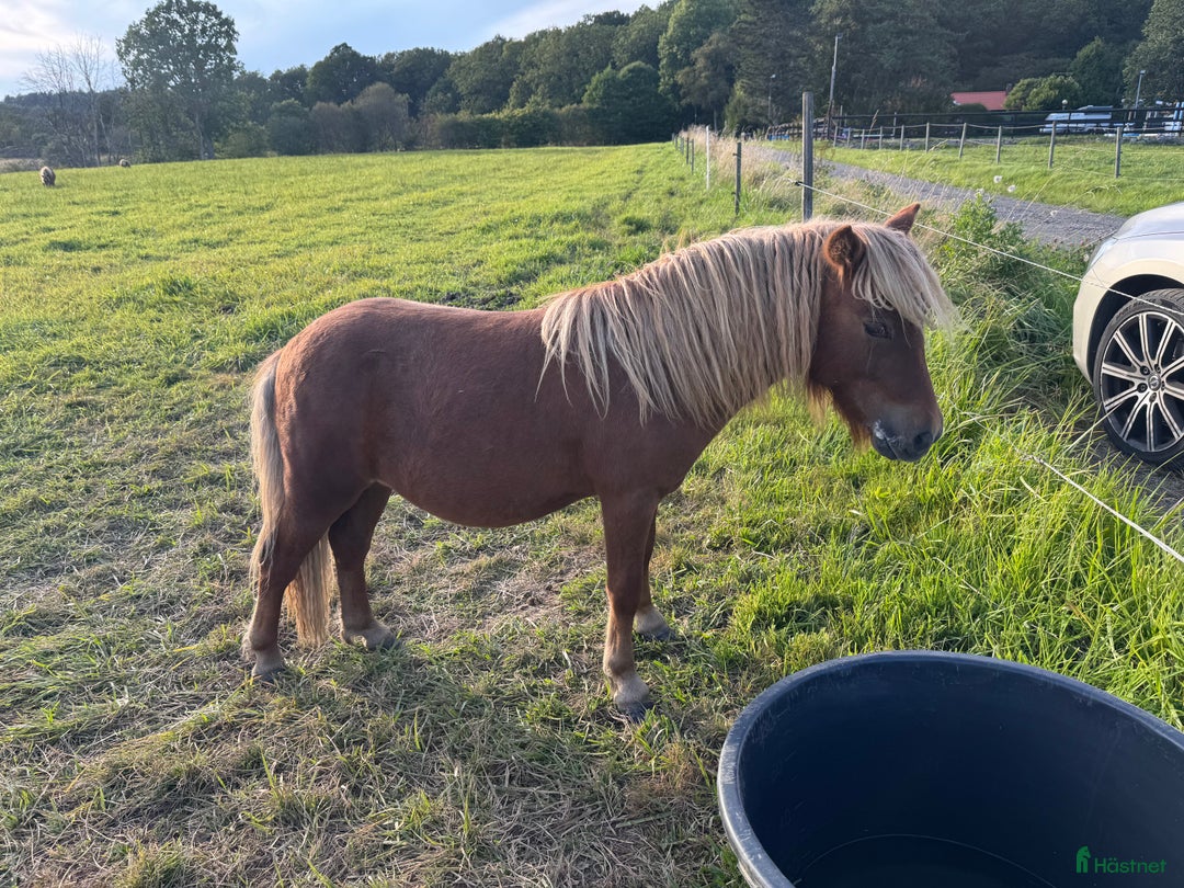  foderhäst finnes: Snäll och välhanterad unghingst i Göteborg - Annons 2