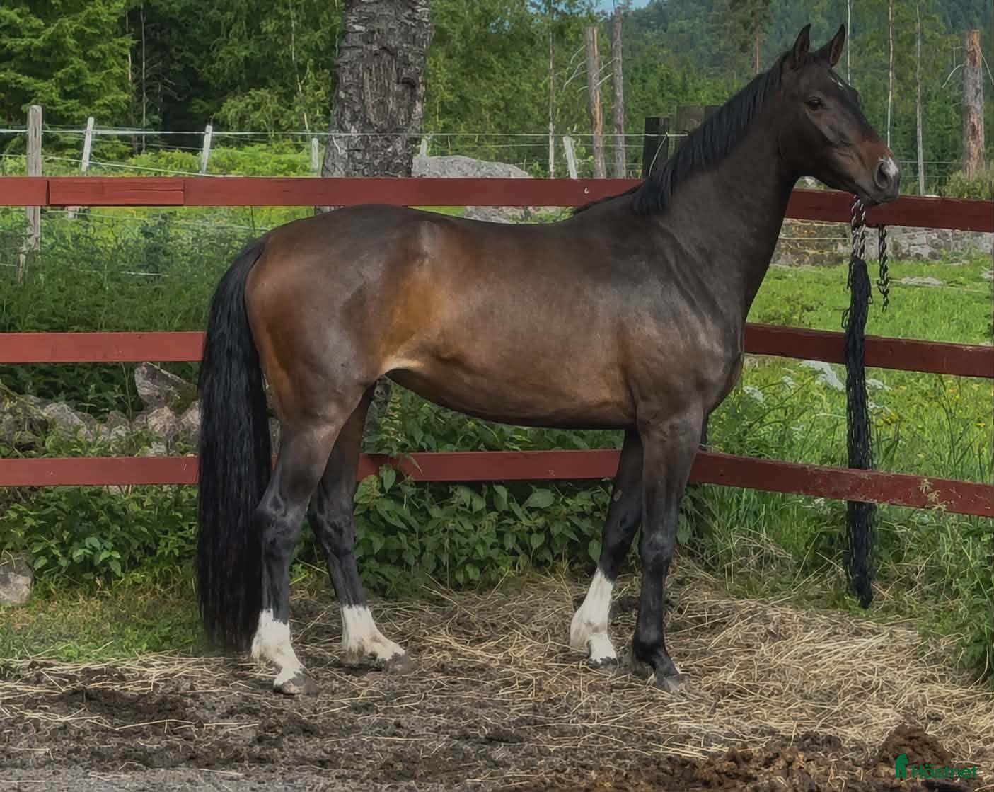  hästar Halvblodssto 3 år - Annons 16