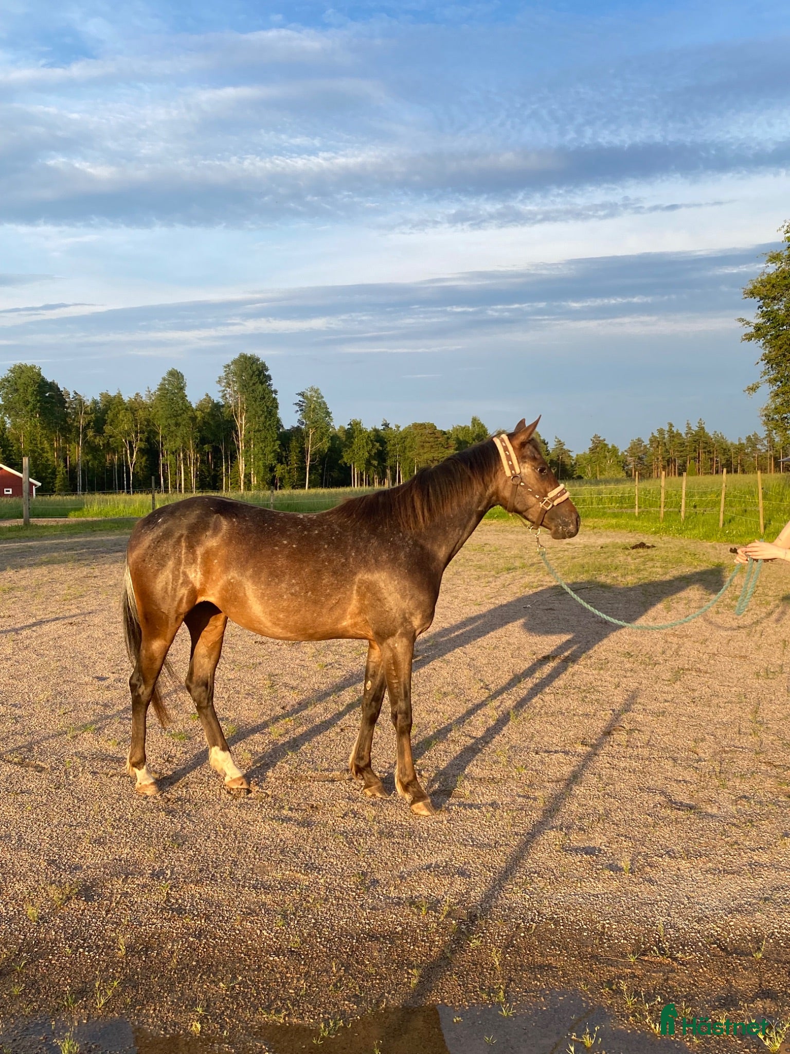  hästar Supersnäll social 3-årig d-ponny  - Annons 6