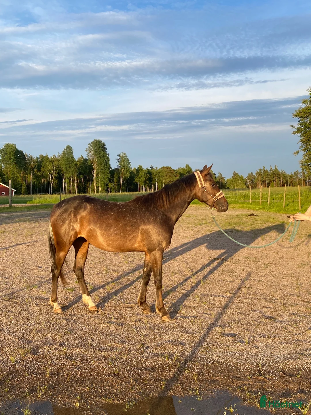 Allround hästar till salu: Supersnäll social 3-årig d-ponny  - Annons 1