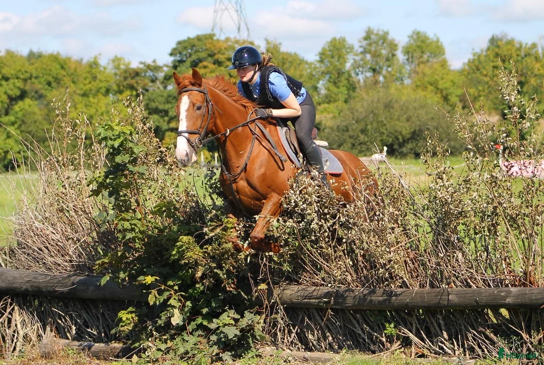 Galleribild {{count}}