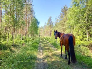 hästar Sällskapshäst utlånas - Annons 1