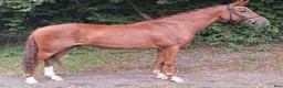 Dressyr hästar till salu: Top ridelig pony - Annons 3