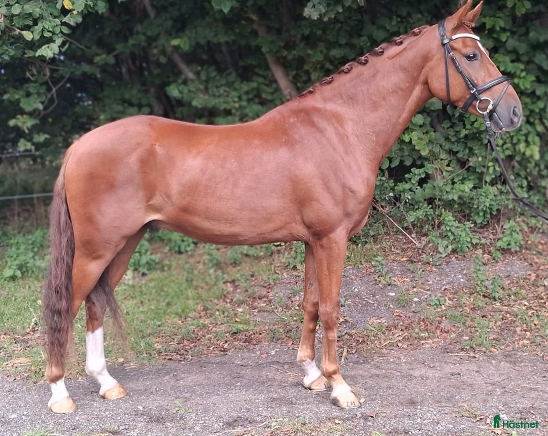 Dressyr hästar till salu: Top ridelig pony - Annons 3