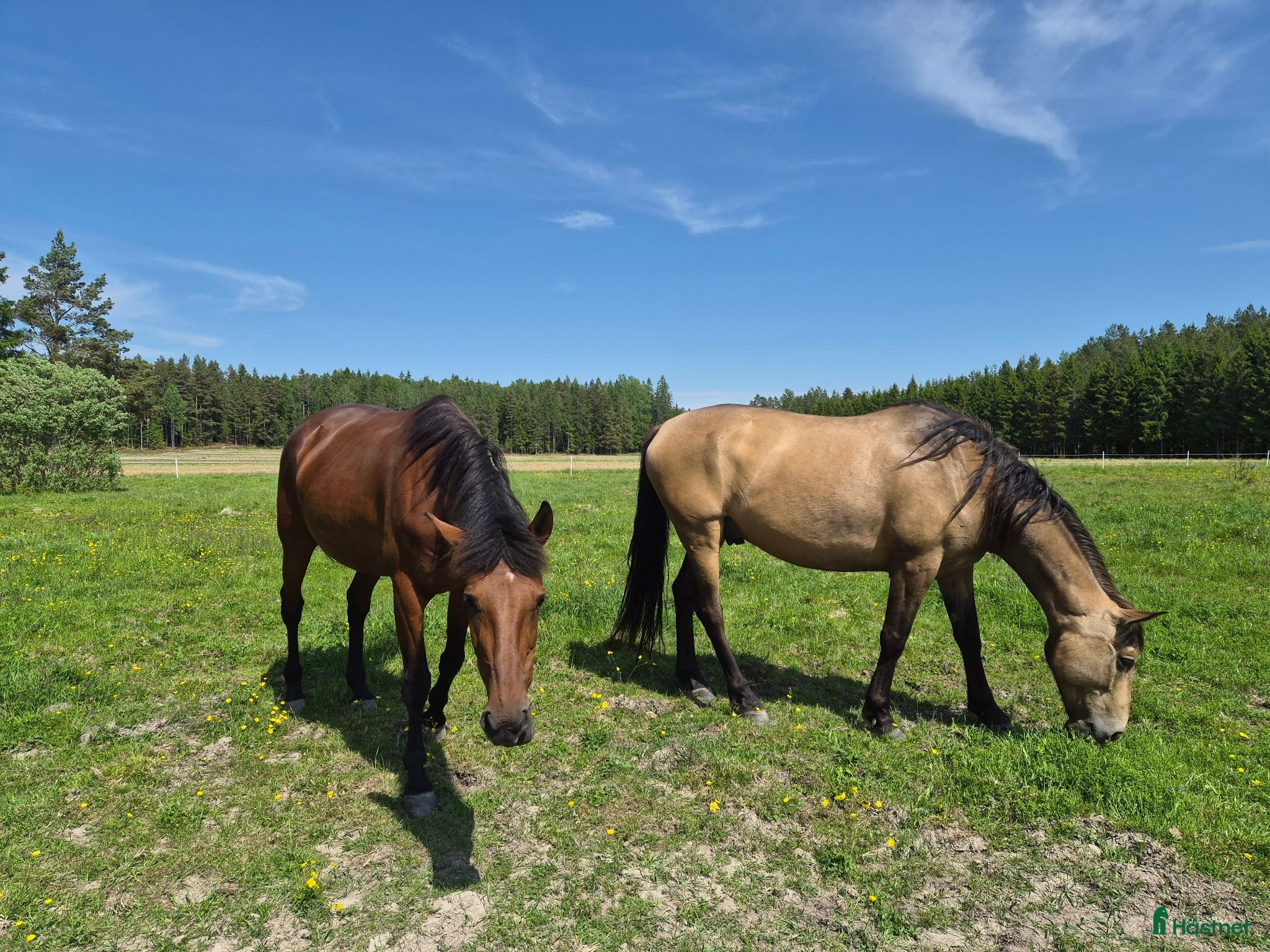  hästar Brave, kind and wonderful trail companion - Annons 12