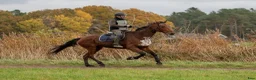 Working Equitation hästar till salu: Höwings Unicorn mångsidig valack i Göteborg - Annons 4