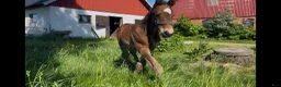 Hoppning hästar till salu: SWB Hingst 2026 - Annons 6