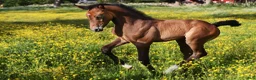 Avelshästar hästar till salu: SWB Avelssto/flockmamma - Annons 3