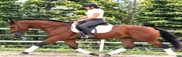 Allround hästar till salu: Top Silesian Model-movement and quality  - Annons 5