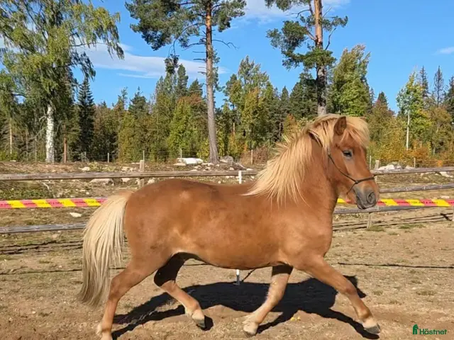 hästar Till salu - Annons 2