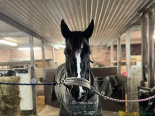 hästar Snäll travhäst som vill bli ridhäst - Annons 1