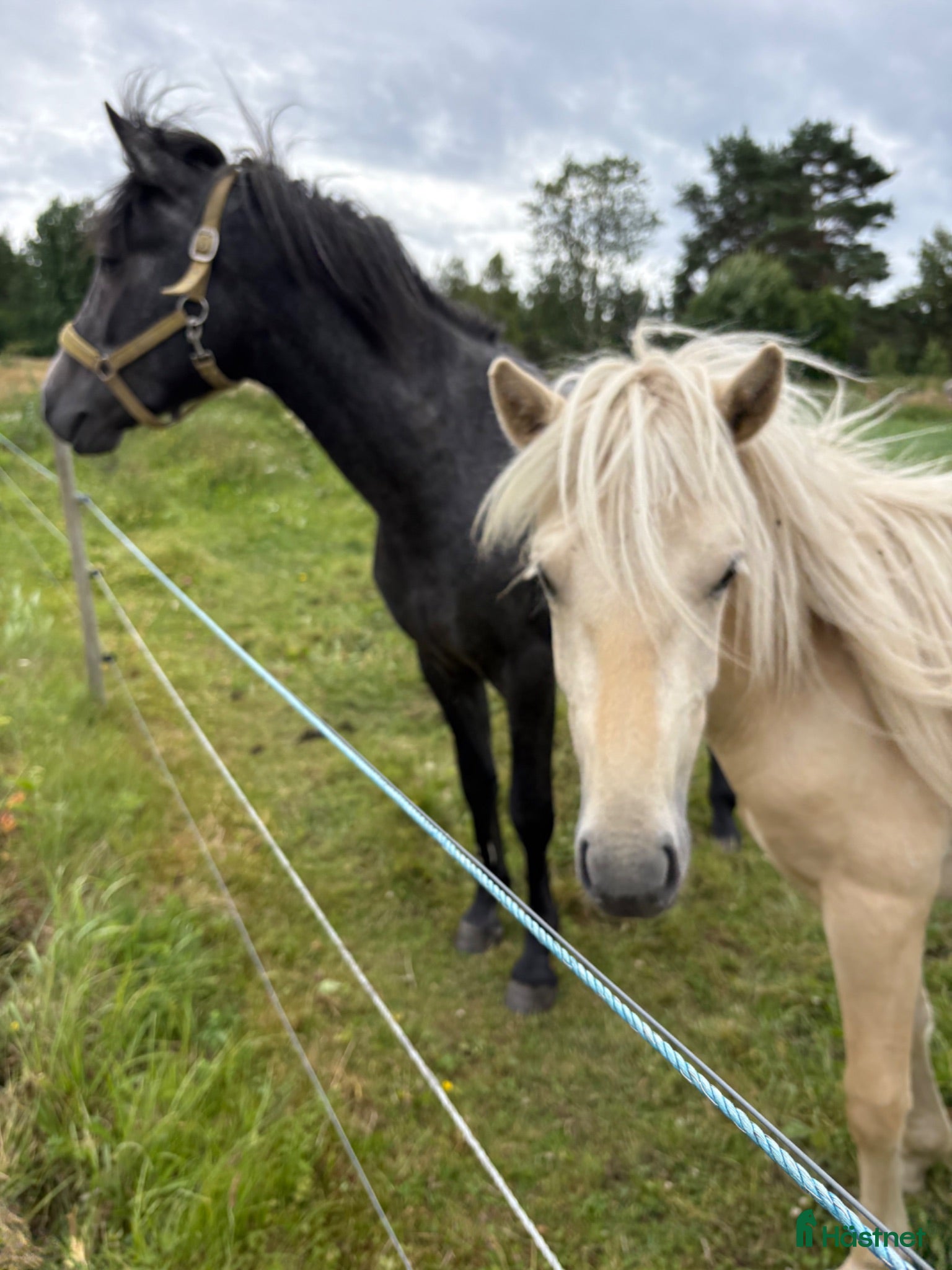  hästar Superfina ponnyer till bra pris! - Annons 10