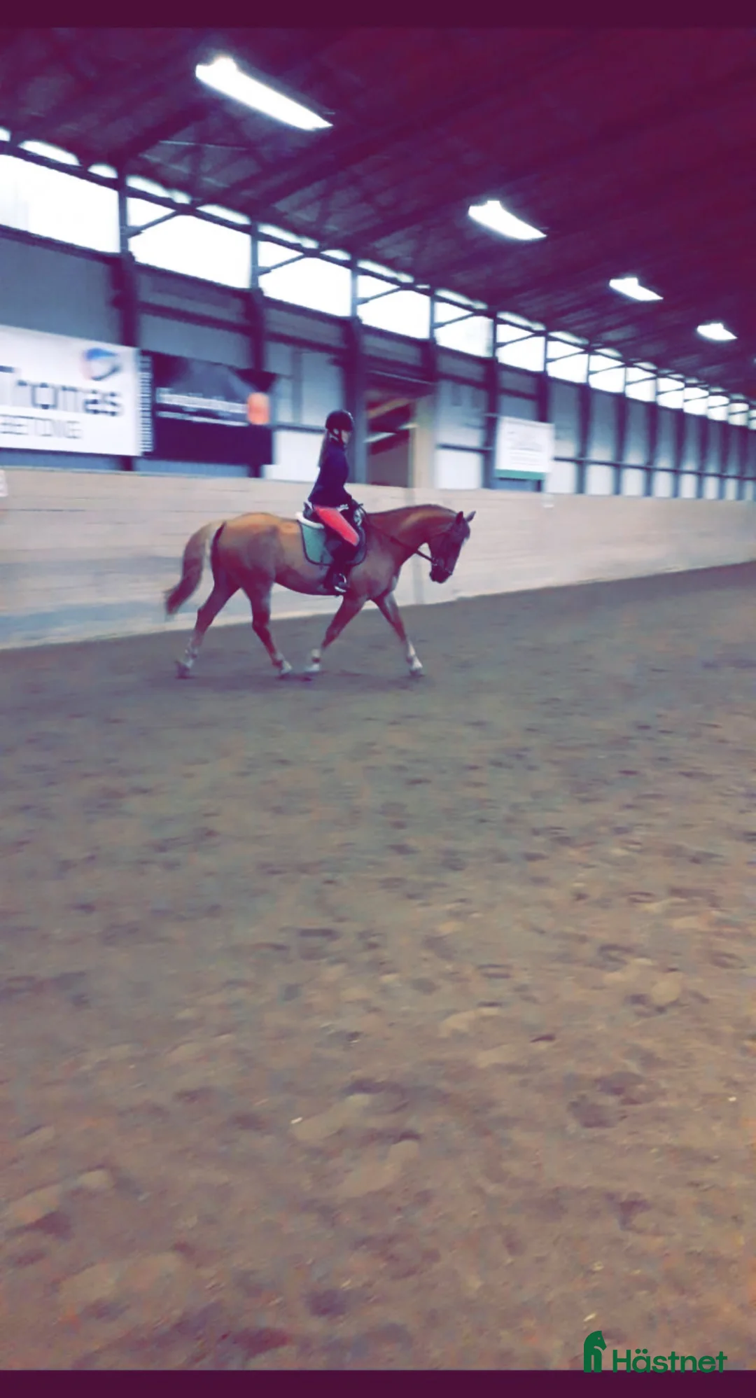  medryttarhäst sökes: Medryttarhäst sökes! i Jörlanda - Annons 2