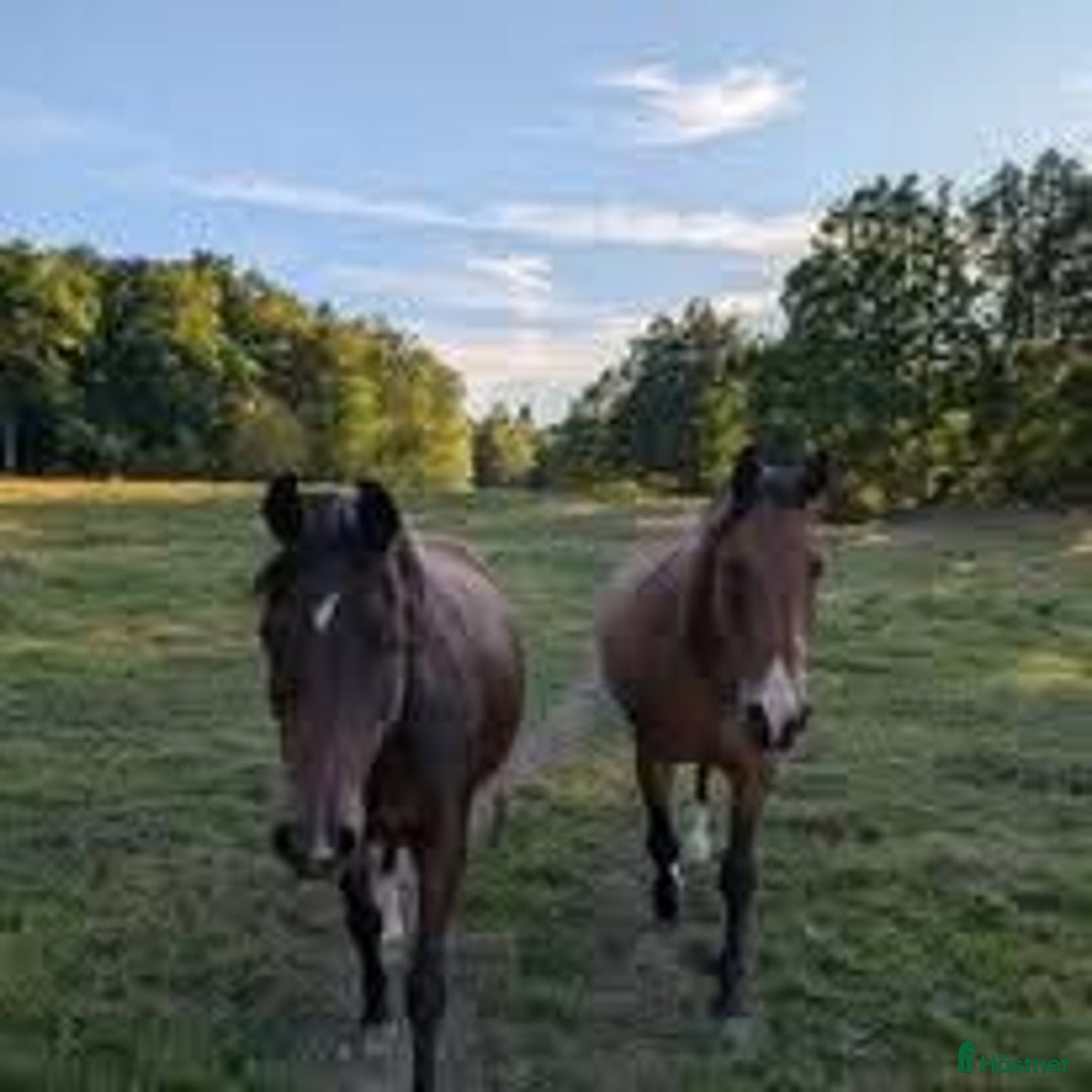 Allround hästar till salu: BIG BEN behöver nytt kärleksfullt hem i Höör - Annons 4