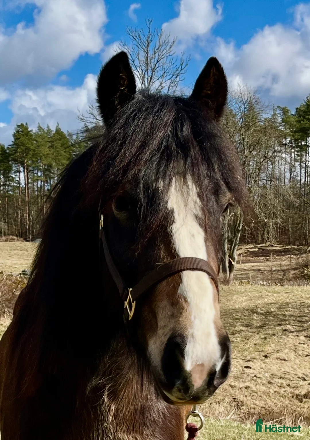 Allround hästar till salu: Finaste Mojjan söker nytt hem - Annons 3