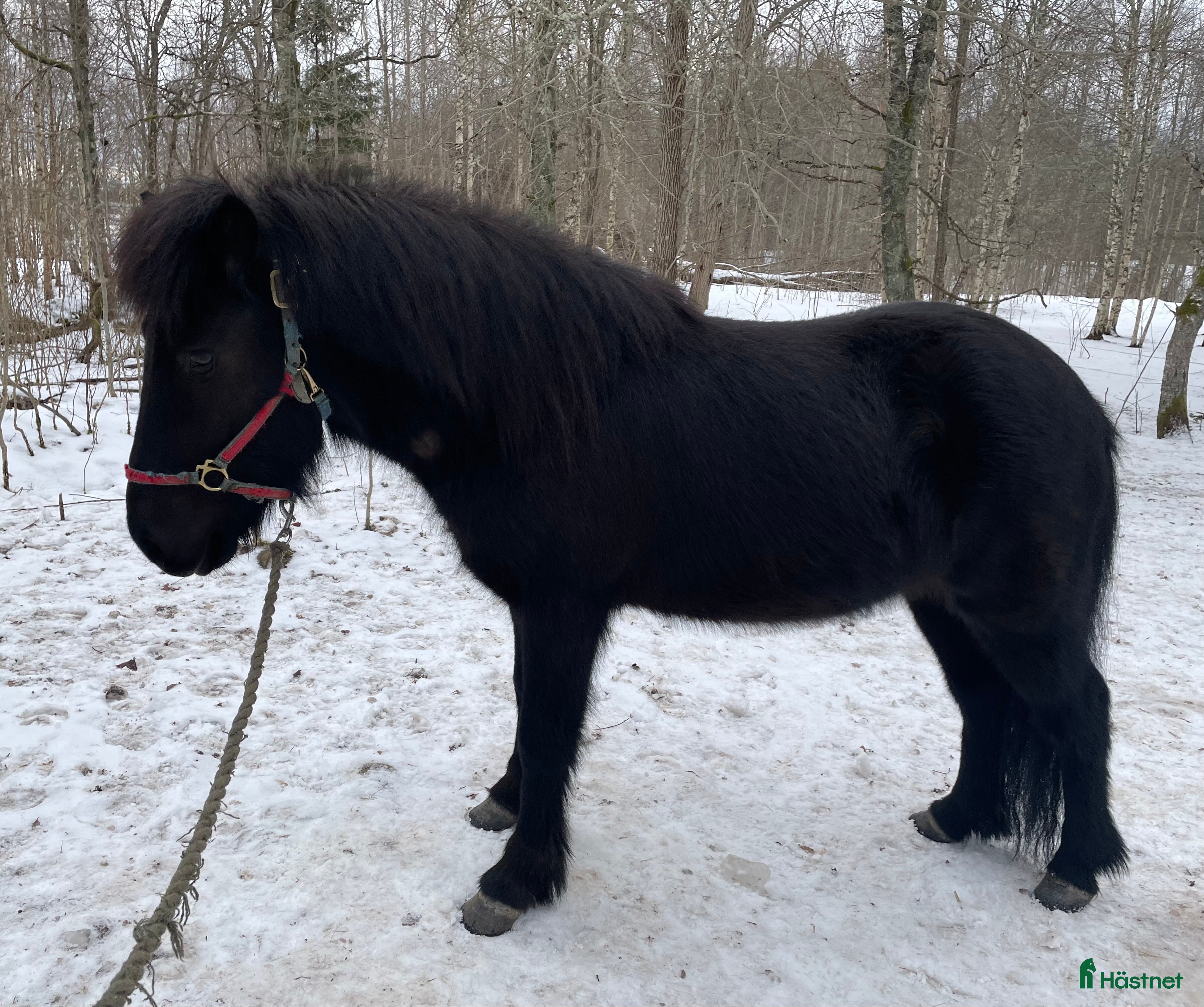  hästar Valack född -23 i Älgarås - Annons 6
