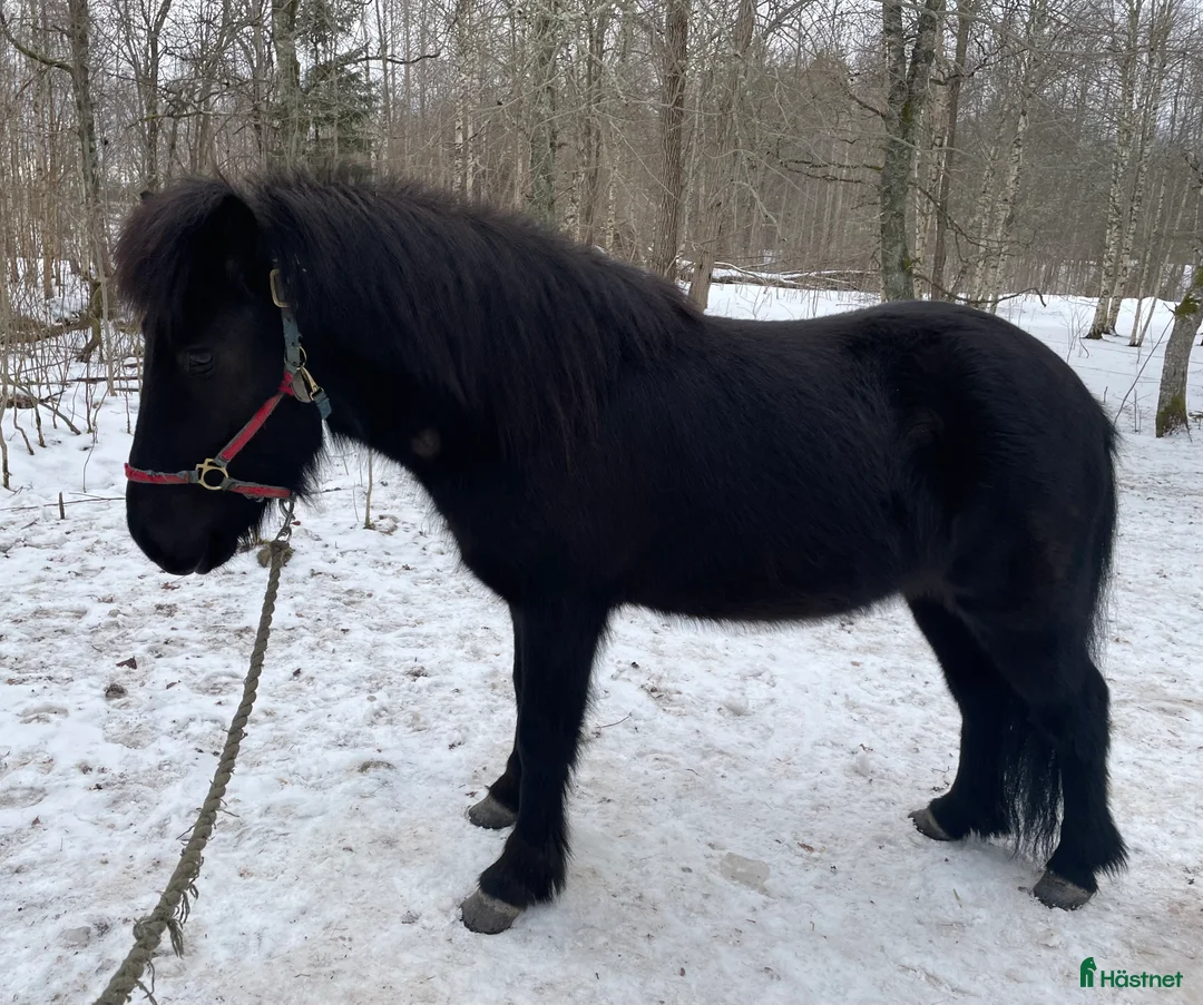 Allround hästar till salu: Valack född -23 i Älgarås - Annons 1