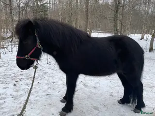 hästar Valack född -23 i Älgarås - Annons 6