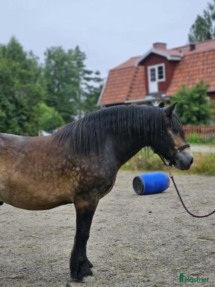  hästar till salu: Fin Nordsvensk - Annons 1